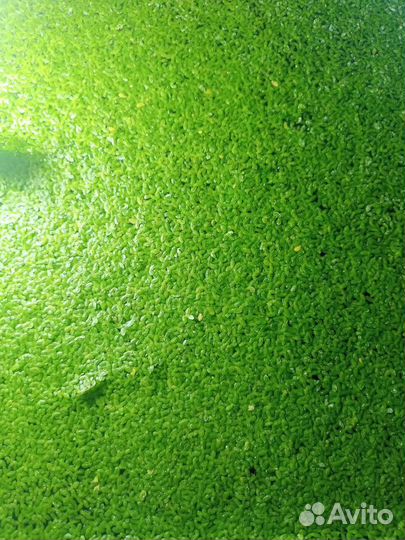 Ряска для аквариума