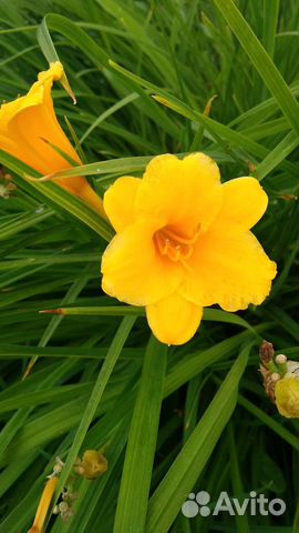 Лилейник до 30см.Шикарные,кучки