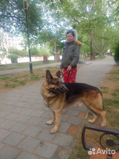 Восточно европейская овчарка вязка
