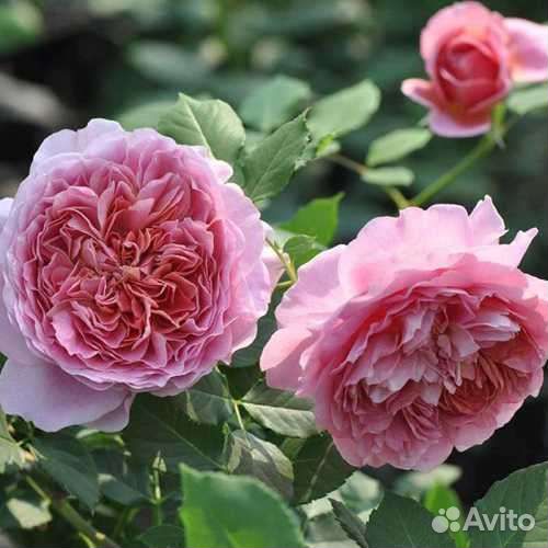 Саженцы японских роз