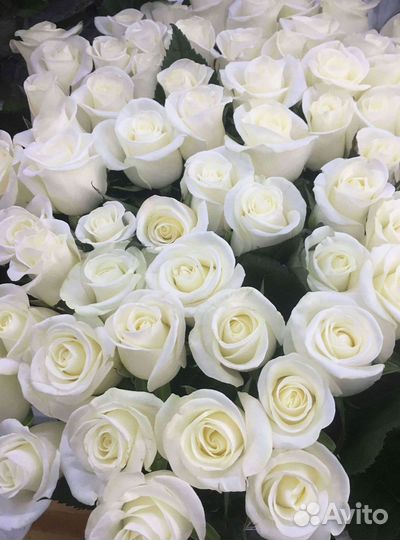 Высокие розы 150 160 170 180 190см доставка Москва