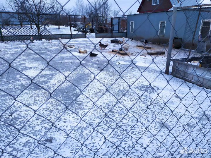 Домашняя птица