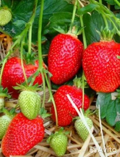 Саженцы клубники