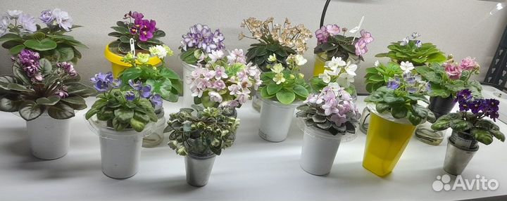 Фиалки мини