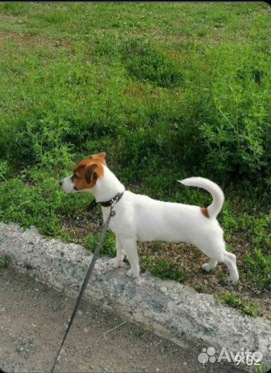 Джек Рассел терьер