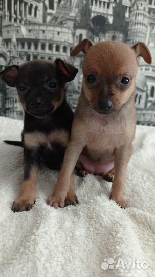 Собака порода той-терьер