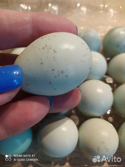 Несушки селадон, самцы, бирюзовое инк.яйцо