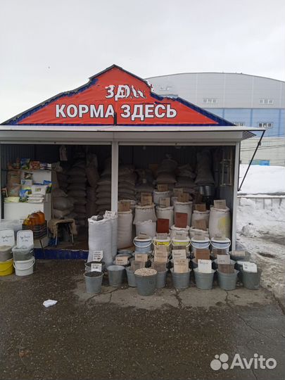 Семена многолетних трав