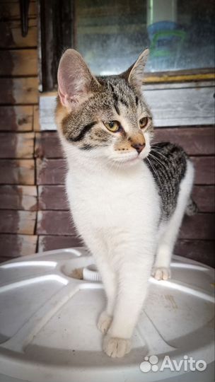 Крис (котенок в добрые руки)
