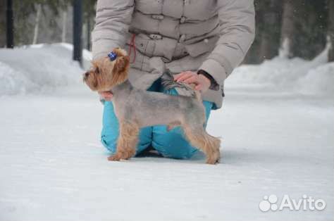 Мальчик, для вязки