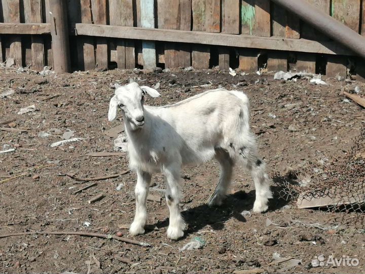 Козленок