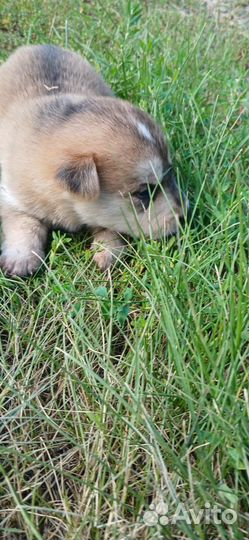 Щенки