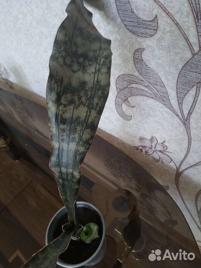 Комнатные растения