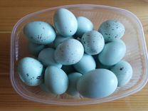 Инкубационное яйцо перепелов голубые