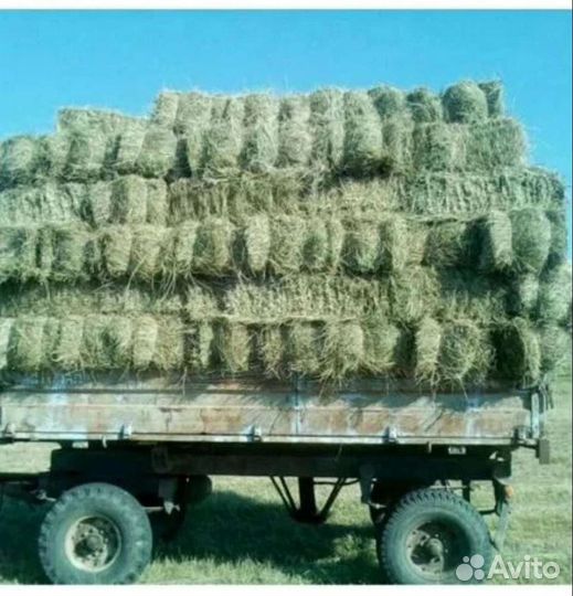 Сено продается от 600 тюк с доставкой