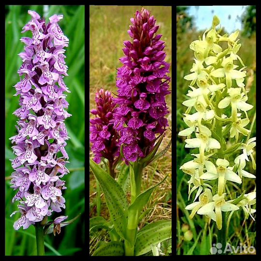 Редкие растения для сада