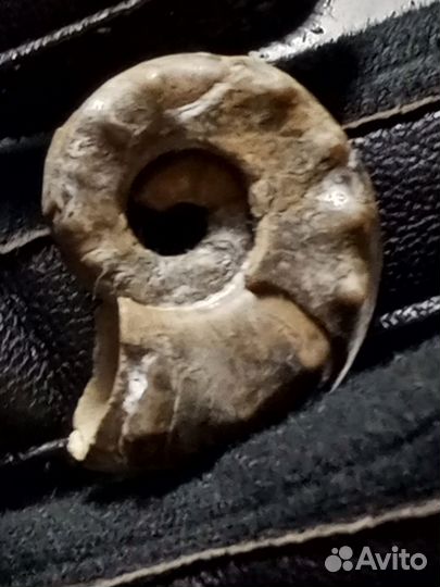 Редкий древний Наутилус