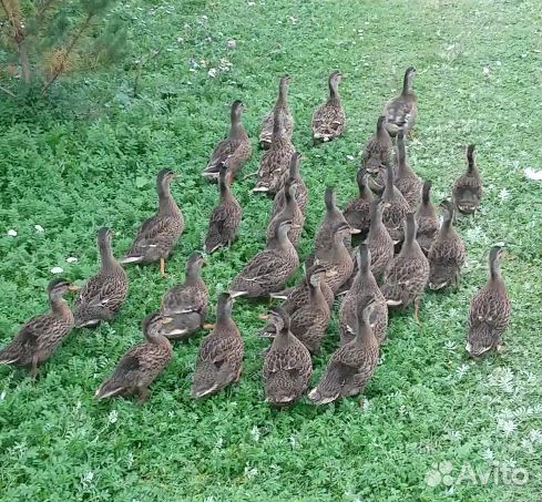 Подсадные утки