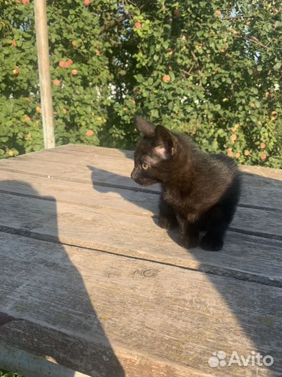 Котята курильский бобтейл