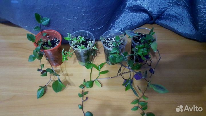 Комнатные цветы