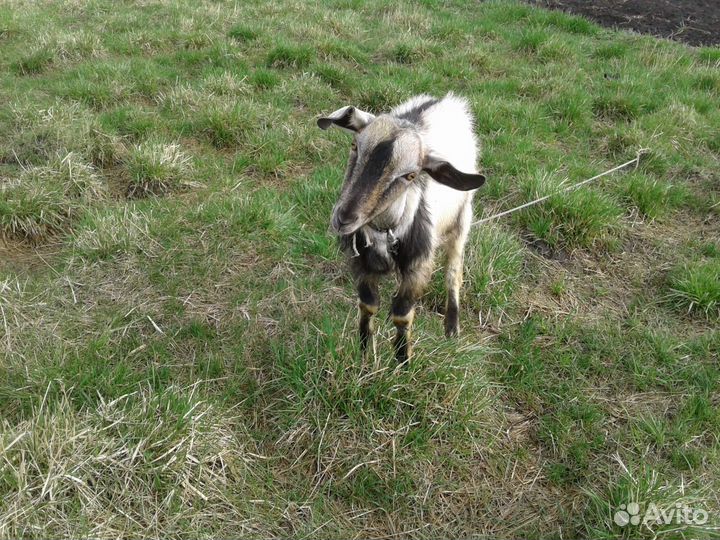 Продается коза, козлята