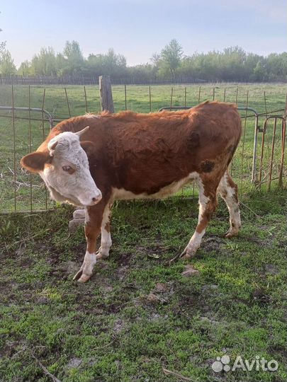 Телка стельная