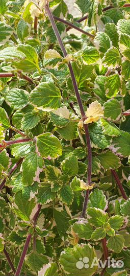 Плектрантус