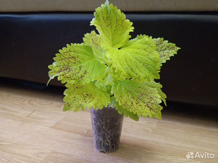 Колеус Аватар