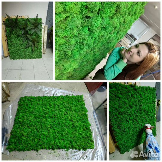 Панели картины, стены, перегородки из мха ягель от