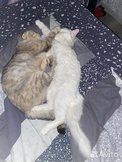 Кошки в добрые руки