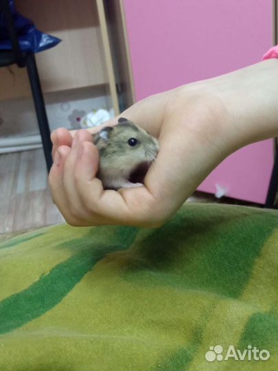 Джунгарики девочки и мальчики