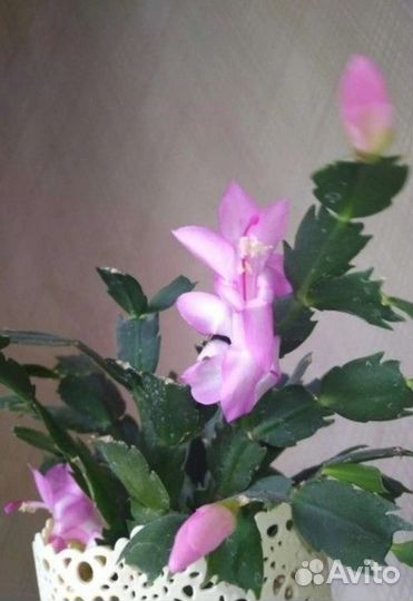 Декабрист шлюмбергера сортовые