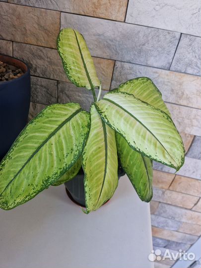 Дифинбахия