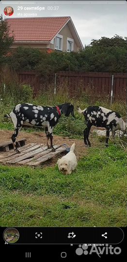 Англо нубийские козы