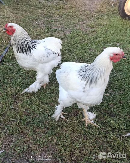 Петухи русская хохлат,брама,легбар,бреккель серебр