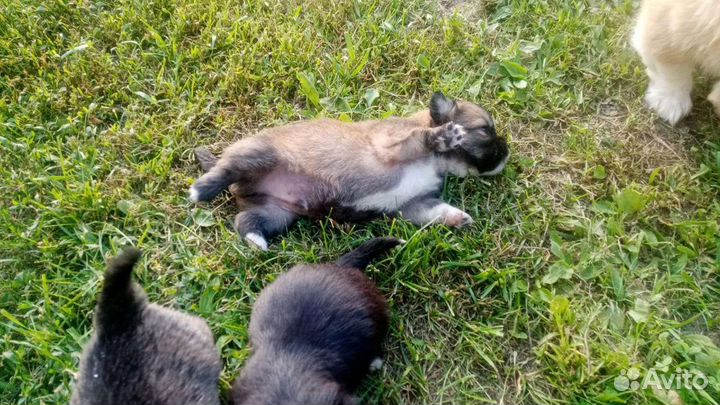 Щенки пекинеса