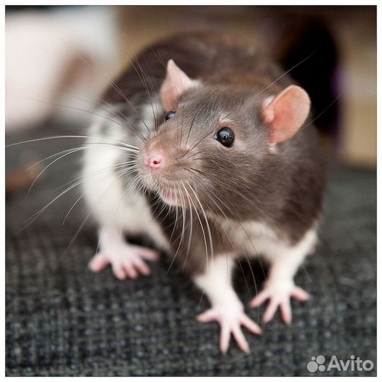 Мышь декоративная