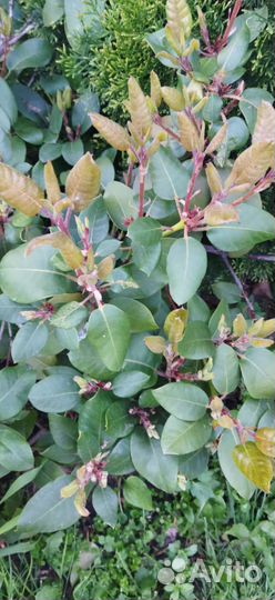 Рододендрон