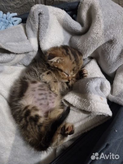 Котенок
