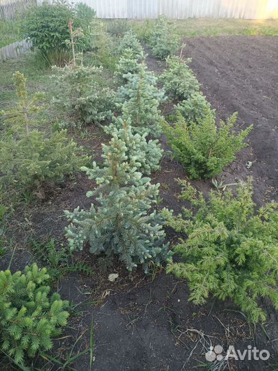 Саженцы ель голубая, ель