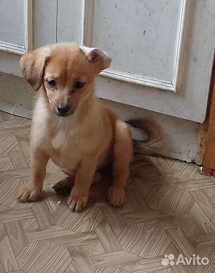 Той-терьер щенки 2 месяца, 2 девочки 1мальчик, 3т