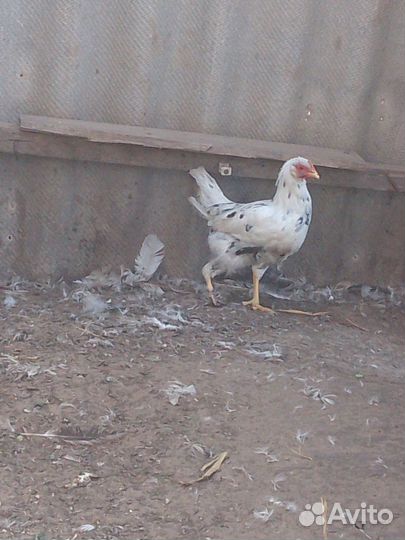 Петух и курочка