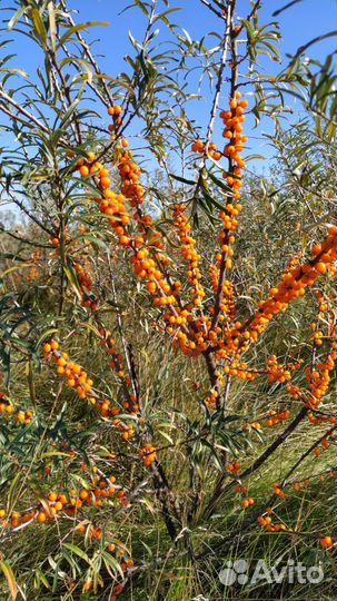 Облепиховый сироп