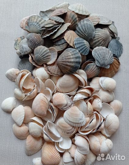 Ракушки с моря