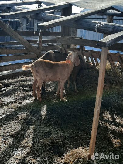 Козлята нубийские с камори