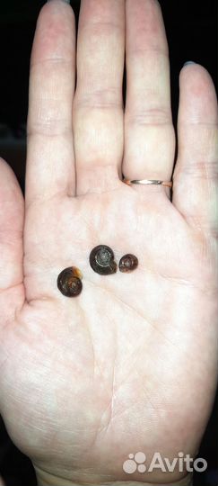 Улитки аквариумные