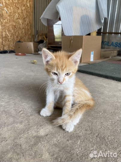 Персиковые котята в хорошие руки