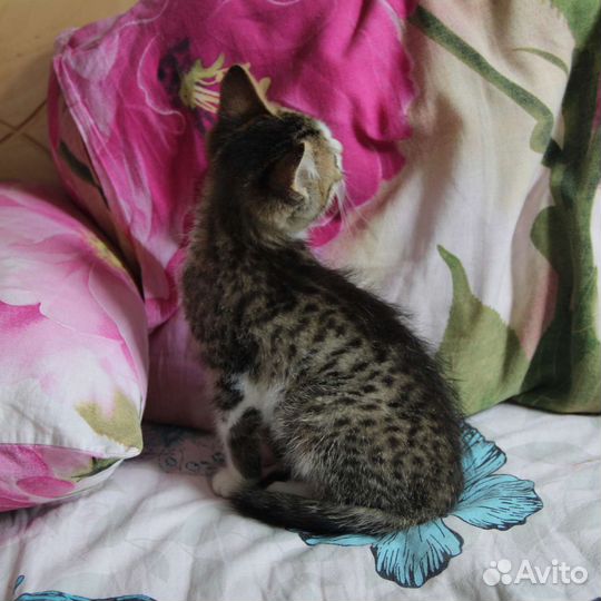 Котёнок девочка в добрые руки бесплатно