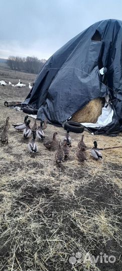 Дикие подсадные утки