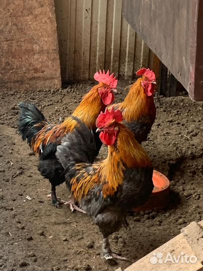 Петух Маран